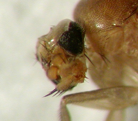 Megaselia sp. (Phoridae)